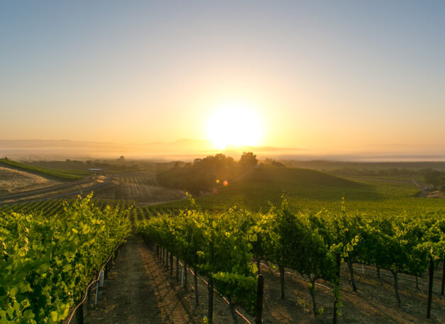sunset over vineyard rows