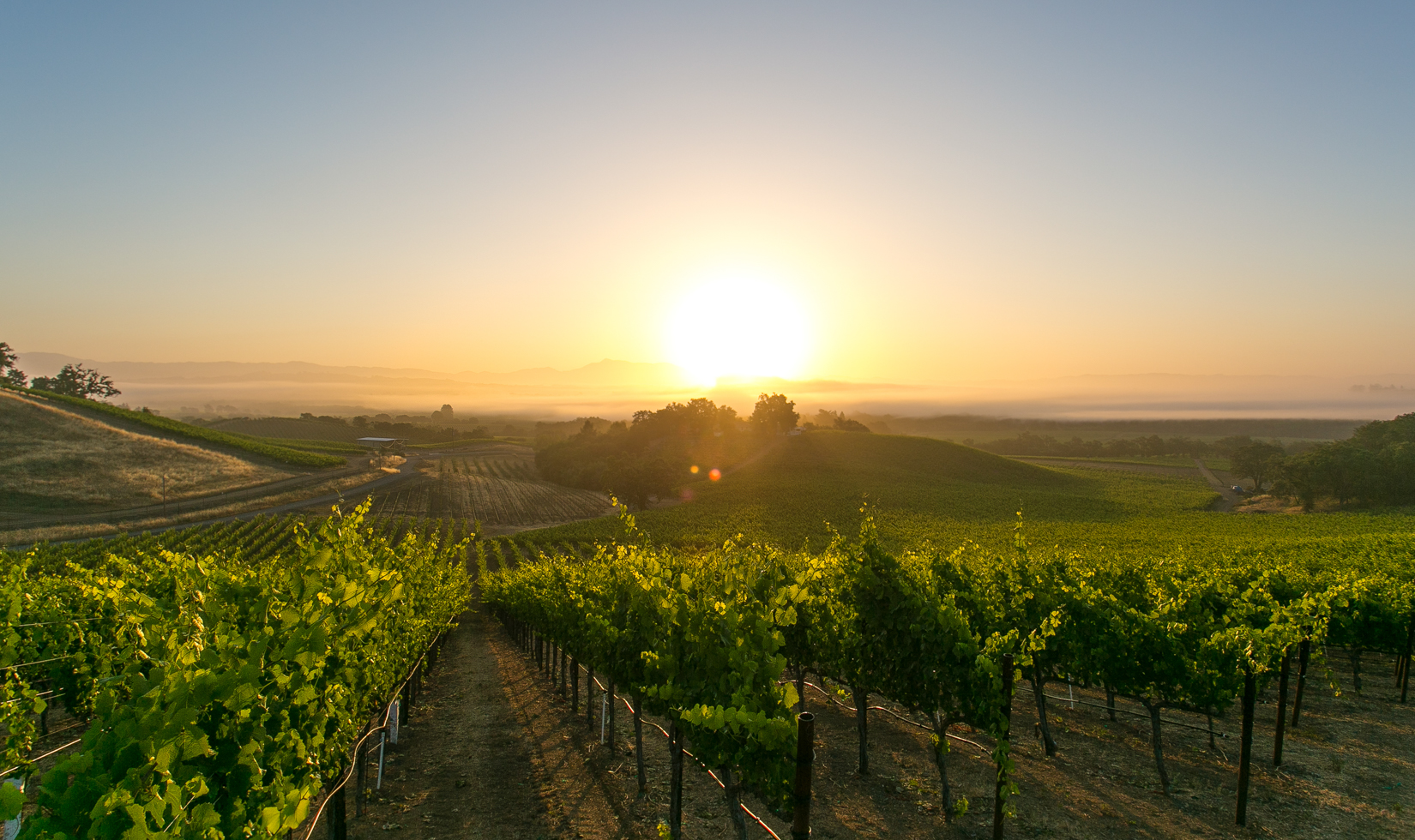 sunset over vineyard rows