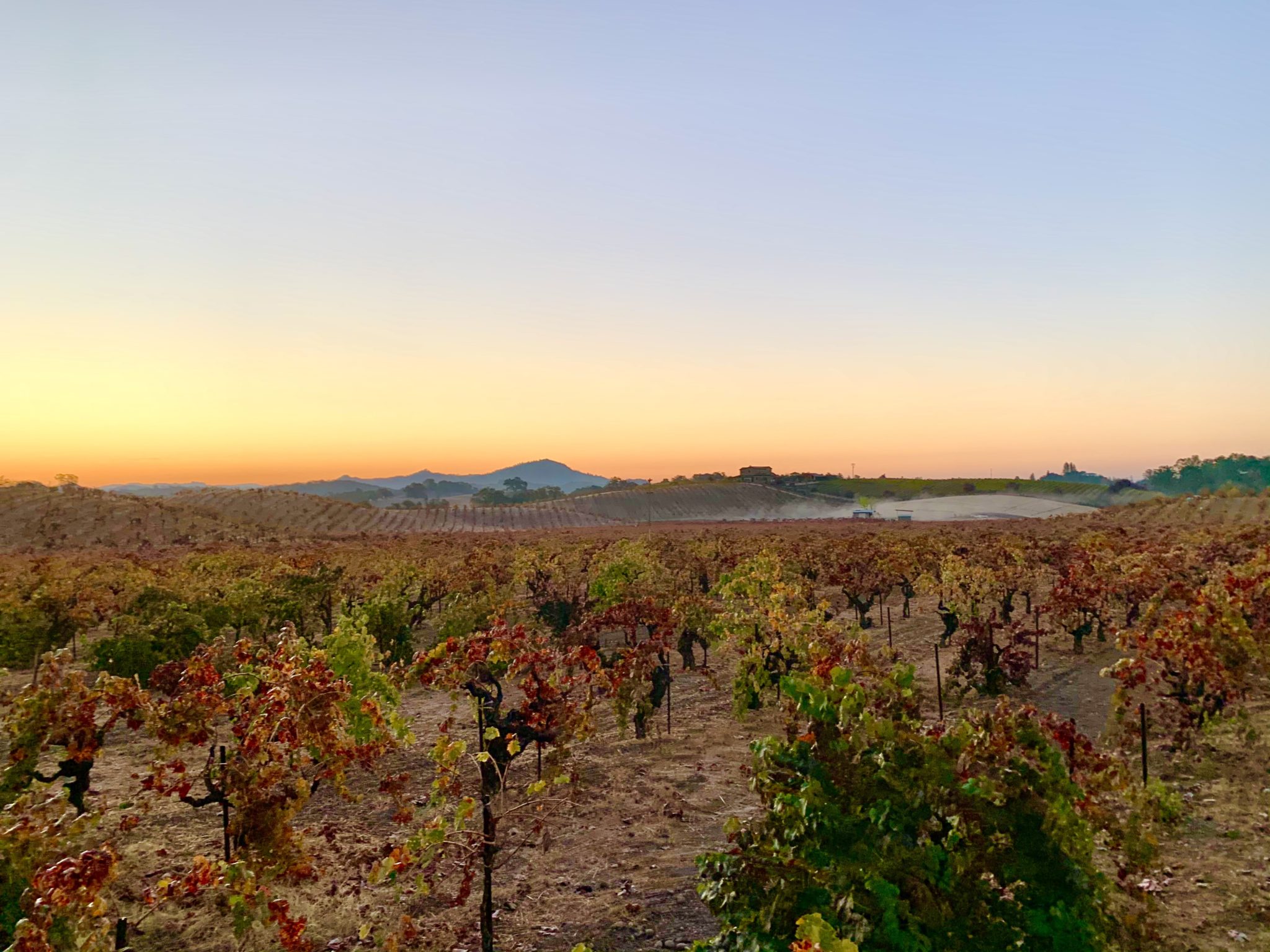 Colorful autumn leaves on wines at sunrise with winery in the background on a ridge. 
