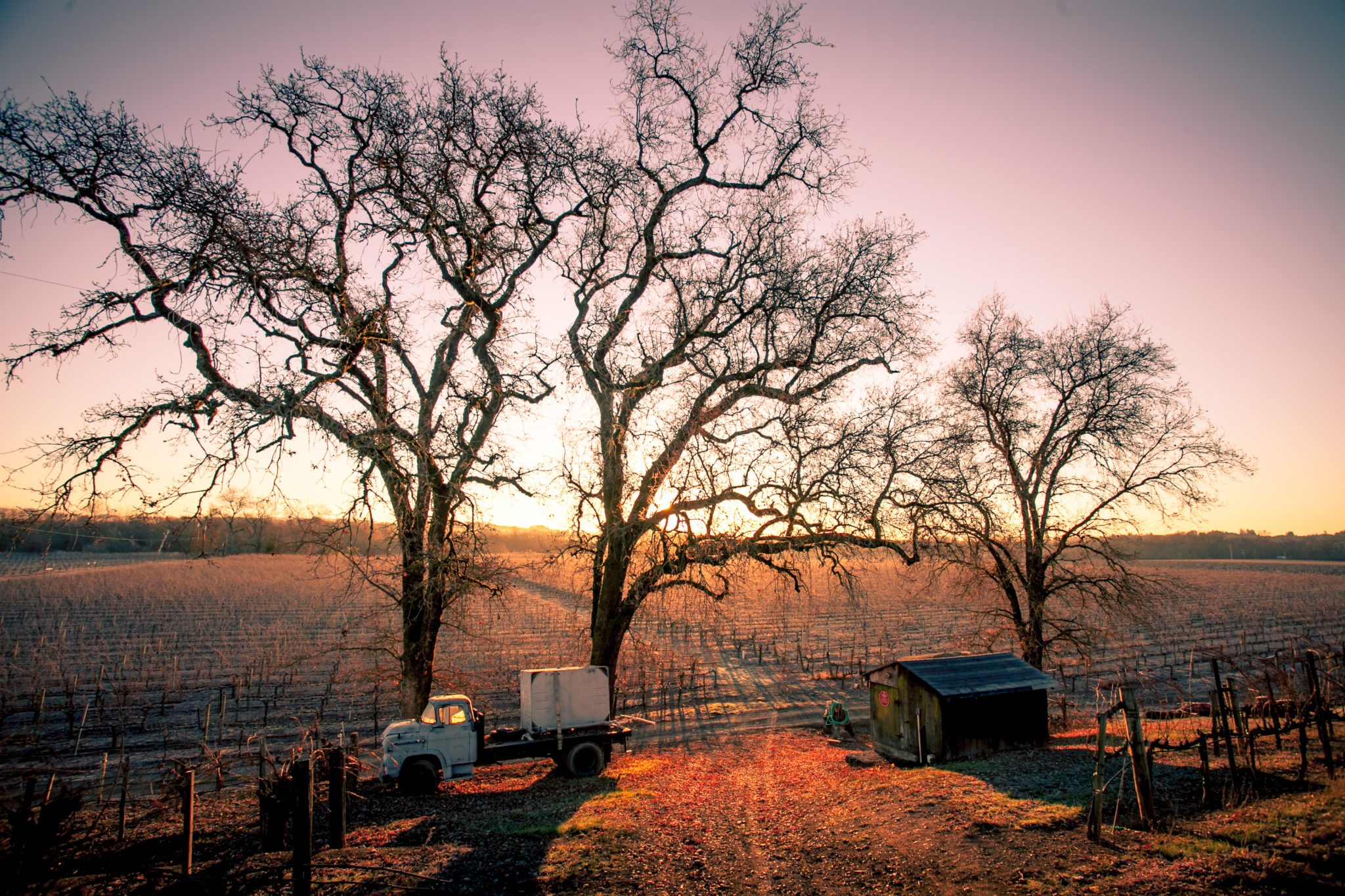 Autumn leaves on ground in front of bare oak trees and vineyard at sunset. 