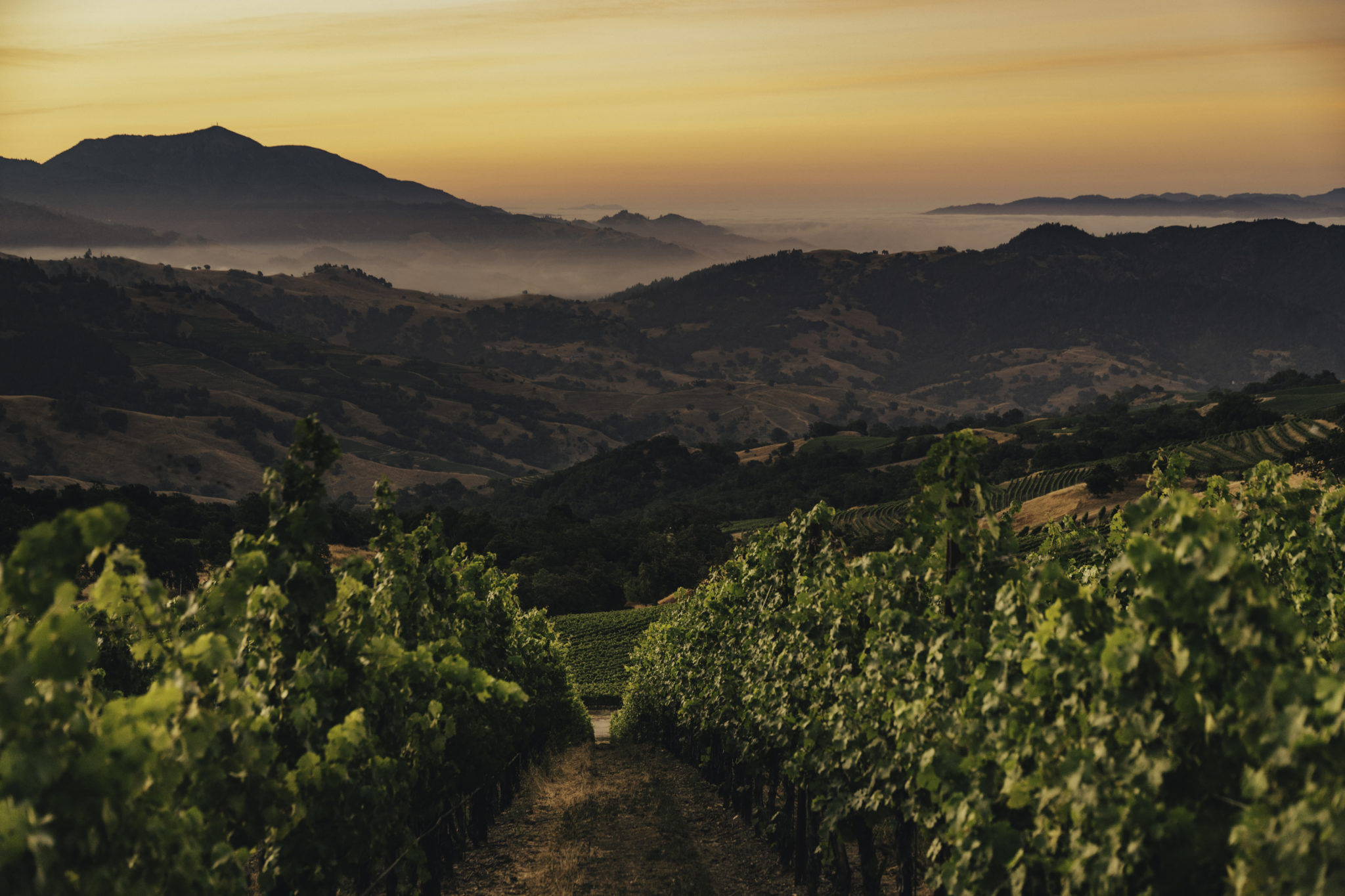 Vineyard rows with mountains in background at dusk.