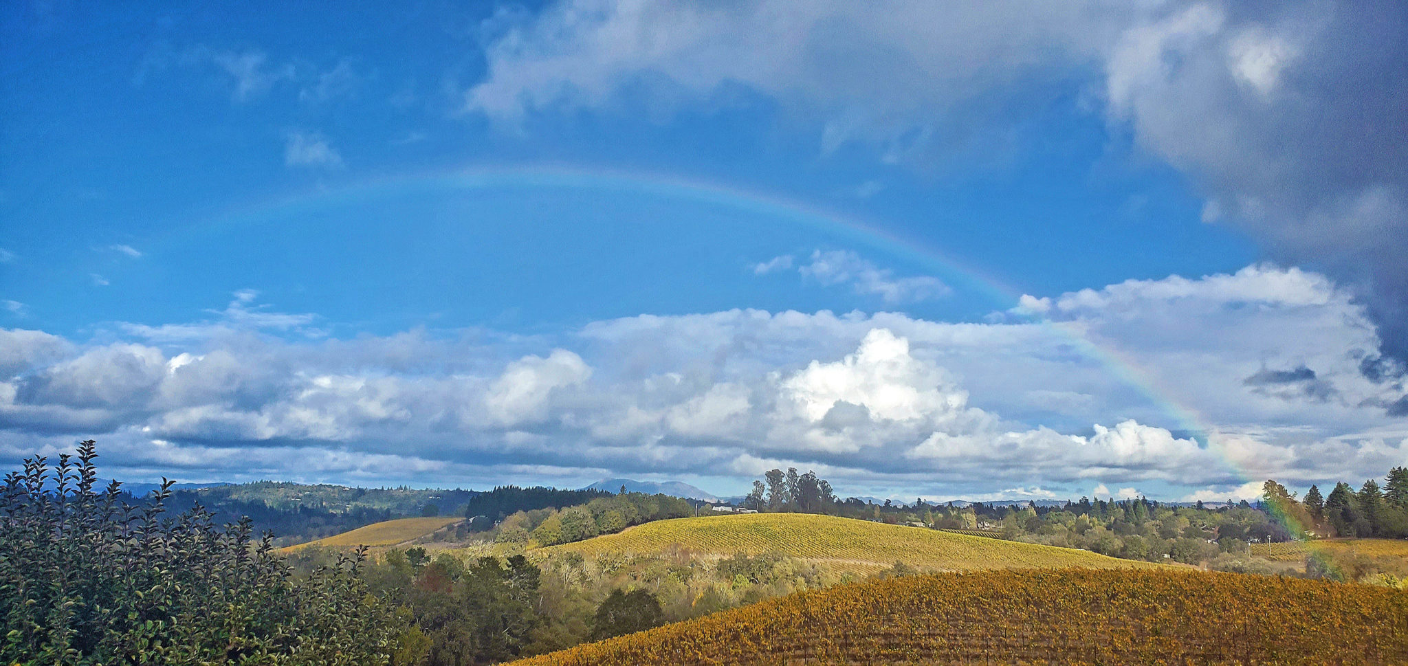 Vineyard with golden autumn colors under a rainbow on a clear, sunny day. 