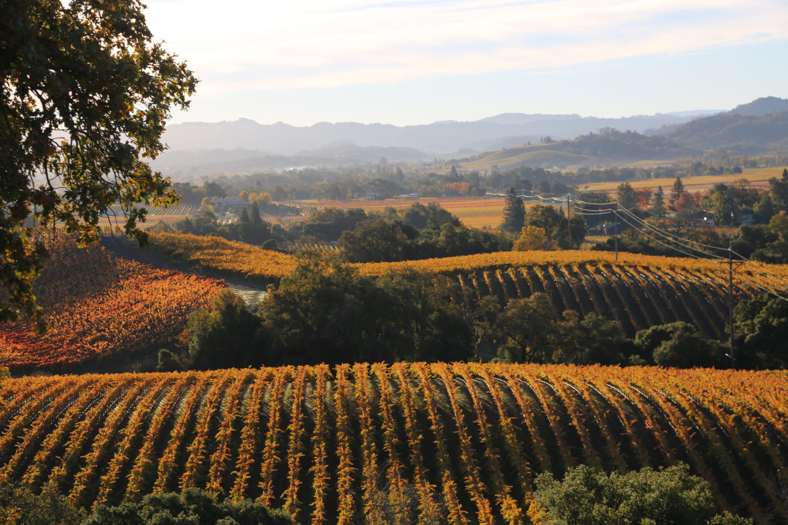 Colorful autumn leaves on vineyards rows with hills in background on clear, fall day.