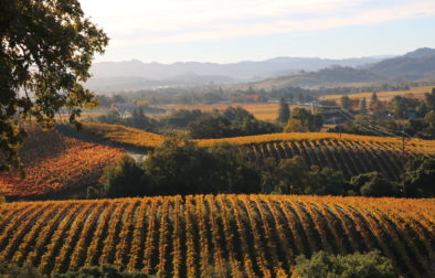 Colorful autumn leaves on vineyards rows with hills in background on clear, fall day.