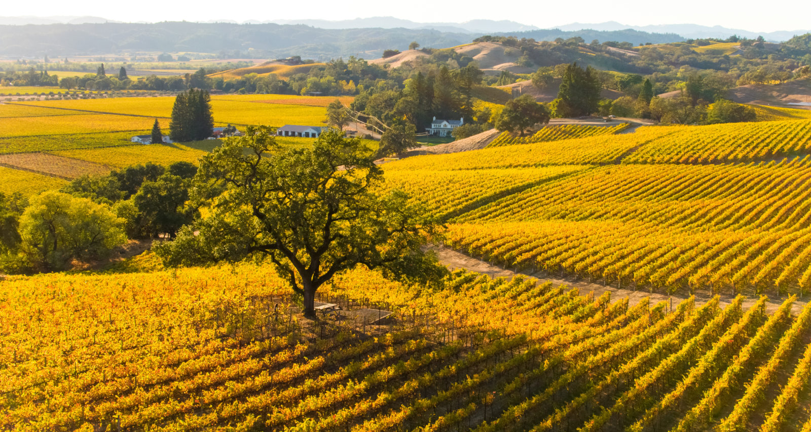 Fall Colors in California | Visit Sonoma with Fall Foliage