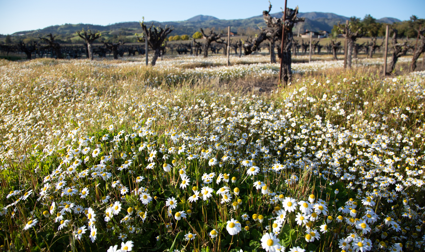 chamomile wildflowers growing in between grapevines 