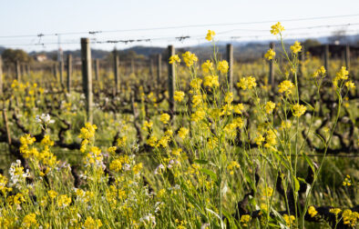 2023-4-14 Jordan Winery Wildflowers of Healdsburg Wine Country Table Web Size-9