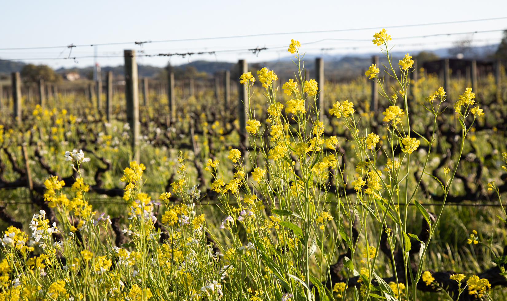 Five Best Places To Spot Wildflowers In Sonoma County