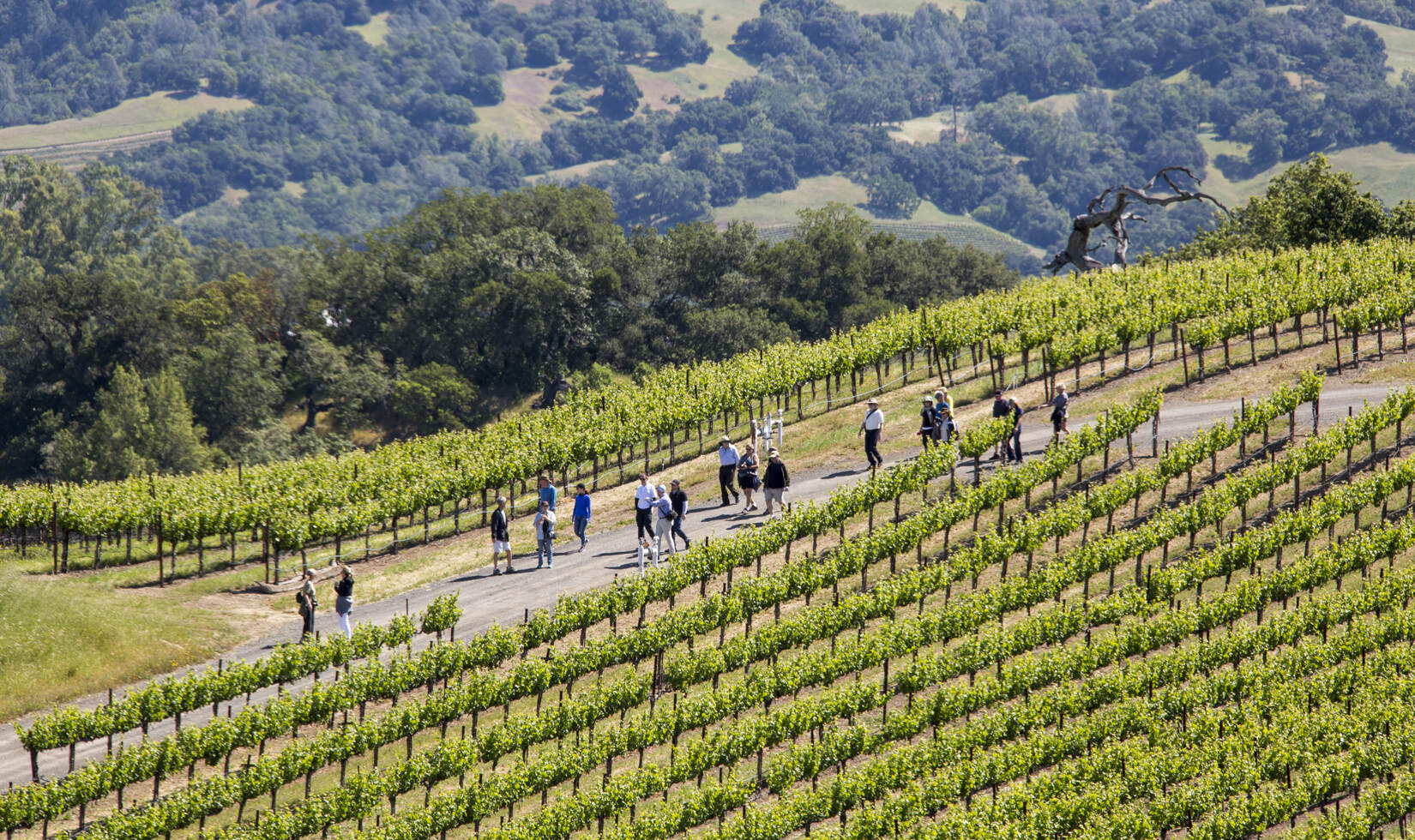 a group of people touring in the vineyard