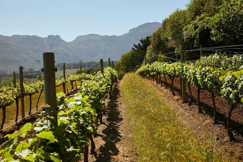 Vineyard rows at Wine Country Table with mountain views